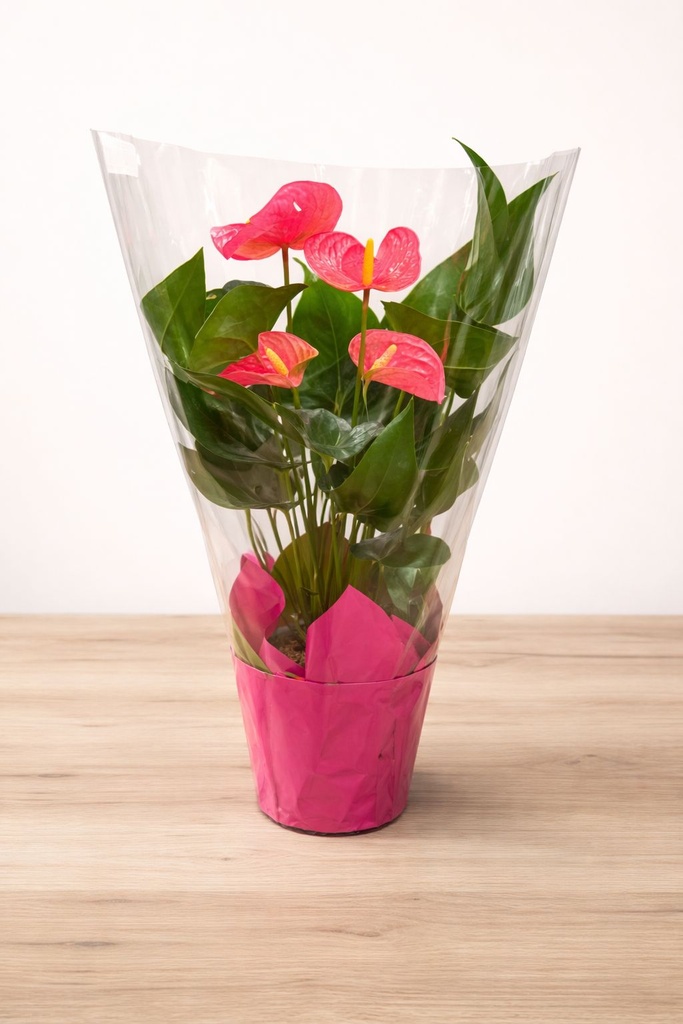 Anthurium 